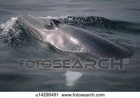 Stock Image - Minke whale (Balaenoptera acutorostrata) at the surface to breath with blow hole open. Characteristic white bands on the flipper visible through the water. Hebrides, Scotland. Fotosearch