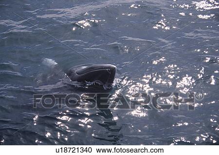 Minke whale (Balaenoptera acutorostrata) spy hopping with white fins and rostrum visible. Husavik, Iceland View Large Photo Image Stock Image - Minke whale (Balaenoptera acutorostrata) spy hopping with white fins and rostrum visible. Husavik, Iceland . Fotosearch