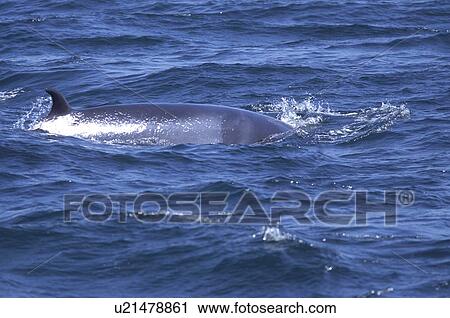 Stock Image - Minke whale (Balaenoptera acutorostrata) with characteristic chevron markings and dorsal fin visible. Hebrides, Scotland.. Fotosearch
