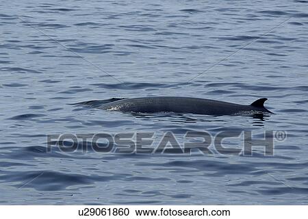 Stock Image - Minke whale (Balaenoptera acutorostrata) surfacing, Hebrides, Scotland. Fotosearch