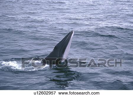 Stock Photo - Minke whale ( Balaenoptera acutorostrata) spy hopping, showing throat grooves. Slender rostrum typical of minke whales. Husavik, Iceland. Fotosearch