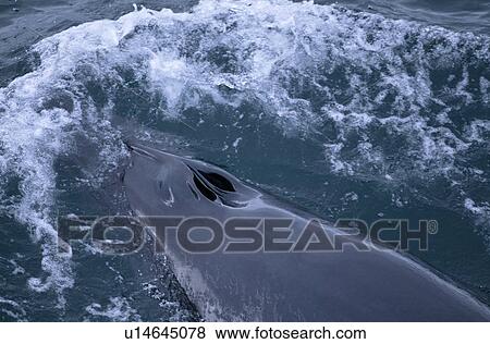 Minke whale (Balaenoptera acutorostrata) surfacing with open blow holes visible. Reykjavik, Iceland. View Large Photo Image Stock Photo - Minke whale (Balaenoptera acutorostrata) surfacing with open blow holes visible. Reykjavik, Iceland.. Fotosearch