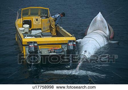 Stock Photo - Minke whale (Balaenoptera acutorostrata) caught in creel line. Minke whales are occasionally caught in the lines connecting lobster pots (creels) and will drown if not released promptly. This creel fisherman helped researchers untangle this dead whale f. Fotosearch