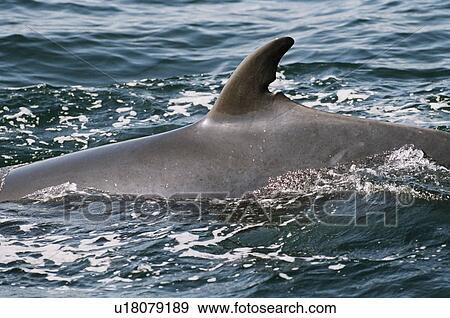 Stock Photo - Minke whale (Balaenoptera acutorostrata) with an old wound in its dorsal fin now used to recognise this individual by biologists every year in the Hebridean waters. West coast, Scotland. Fotosearch