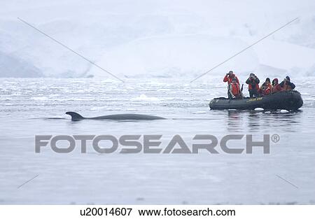 Minke whale (Balaenoptera acutorostrata) surfacing next to Zodiac full of whale-watchers. Antarctic Peninsula View Large Photo Image Stock Photo - Minke whale (Balaenoptera acutorostrata) surfacing next to Zodiac full of whale-watchers. Antarctic Peninsula . Fotosearch