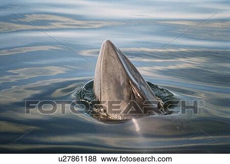 Stock Photo - Minke whale (Balaenoptera acutorostrata) showing the characteristic single ridge down between the blow hole and rostrum. Hebrides, Scotland . Fotosearch