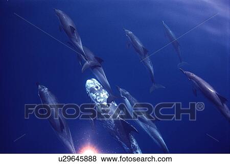 Stock Photo - Mixed pod of Striped, Common and Risso's dolphins (Stenella coeruleoalba, Delphinus delphis, Grampus griseus) the only permanent symbiosis of these species to be recorded, Gulf of Corinth, Greece.. Fotosearch