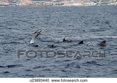 Stock Image - Mixed-species pod of Bottlenose dolphins (Tursiops truncatus), leaping in background and Short finned pilot whales (Globicephala macrorhynchus) in for. Fotosearch