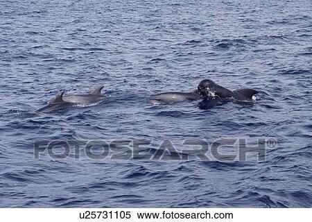 Mixed-species pod of three Bottlenose dolphins(Tursiops truncatus) and one Short finned pilot whale (Globicephala macrorhynchus). View Large Photo Image Stock Photography - Mixed-species pod of three Bottlenose dolphins(Tursiops truncatus) and one Short finned pilot whale (Globicephala macrorhynchus). . Fotosearch