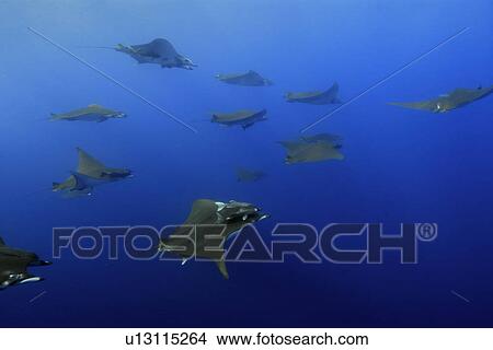 Picture - Mobula or Devil Ray (Mobula tarapacana). St. Peter and St. Paul's rocks, Brazil, Atlantic Ocean. Fotosearch