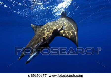 Stock Photo - Mobula or Devil Ray (Mobula tarapacana). St. Peter and St. Paul's rocks, Brazil, Atlantic Ocean. Fotosearch
