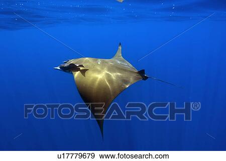 Mobula or Devil Ray (Mobula tarapacana). St. Peter and St. Paul's rocks, Brazil, Atlantic Ocean View Large Photo Image Stock Photo - Mobula or Devil Ray (Mobula tarapacana). St. Peter and St. Paul's rocks, Brazil, Atlantic Ocean. Fotosearch
