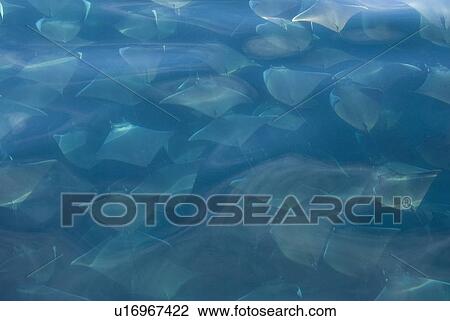 Stock Image - Mobula ray (Mobula japonica). A large densely pcked group of mobula rays. Gulf of California.. Fotosearch