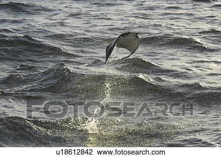 Mobula ray (Mobula japonica). Mobula ray leaping. Gulf of California. View Large Photo Image Stock Image - Mobula ray (Mobula japonica). Mobula ray leaping. Gulf of California.. Fotosearch