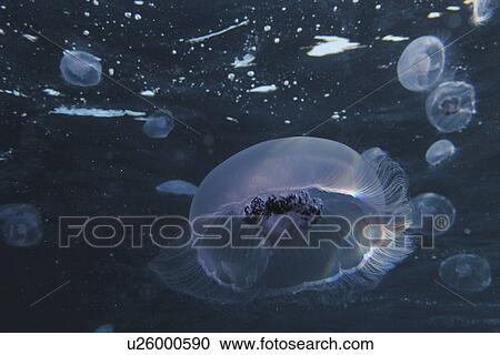 Moon Jellyfish (Ulmariidae) swarming close to the surface, enjoying the early morning sun. Marsa Alam, Red Sea, Egypt. View Large Photo Image Stock Image - Moon Jellyfish (Ulmariidae) swarming close to the surface, enjoying the early morning sun. Marsa Alam, Red Sea, Egypt.. Fotosearch