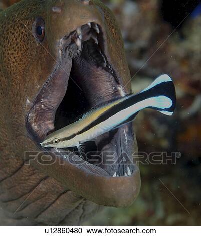 Stock Image - Moray Eel (Gymnothorax sp. ) at cleaning station with Cleaner Wrasse (Sp. Unknown). Eiyadu house reef, Maldives, Indian Ocean.. Fotosearch