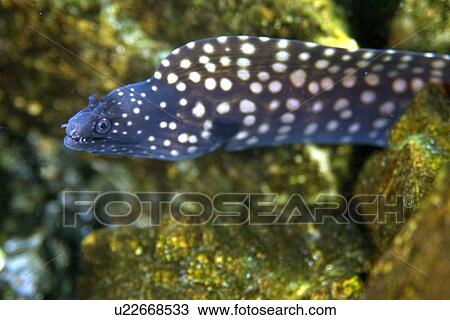 Stock Image - Moray eel, Muraena pavonina, St. Peter and St. Paul's rocks, Brazil, Atlantic Ocean . Fotosearch