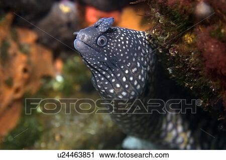 Stock Image - Moray eel, Muraena pavonina, St. Peter and St. Paul's rocks, Brazil, Atlantic Ocean . Fotosearch