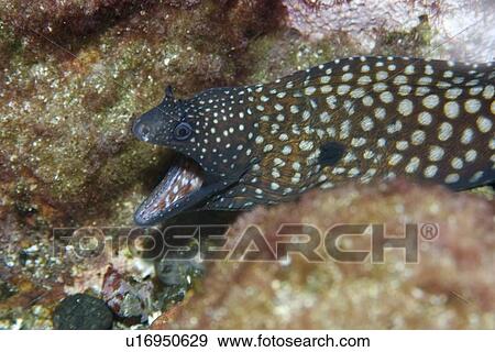 Moray eel, Muraena pavonina, St. Peter and St. Paul's rocks, Brazil, Atlantic Ocean View Large Photo Image Stock Photo - Moray eel, Muraena pavonina, St. Peter and St. Paul's rocks, Brazil, Atlantic Ocean . Fotosearch