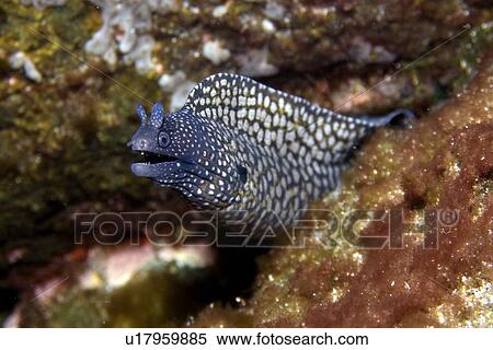 Moray eel, Muraena pavonina, St. Peter and St. Paul's rocks, Brazil, Atlantic Ocean View Large Photo Image Stock Photography - Moray eel, Muraena pavonina, St. Peter and St. Paul's rocks, Brazil, Atlantic Ocean . Fotosearch