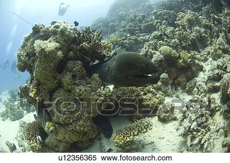 Stock Photography - Moray Eel. Red Sea, Egypt.. Fotosearch