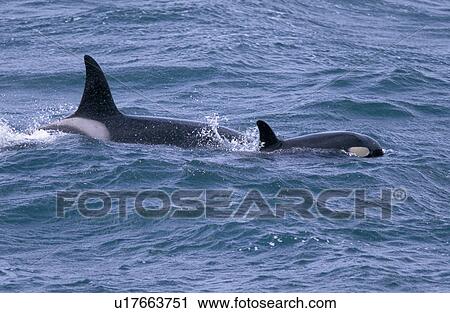 Stock Image - Mother and calf Killer whales (Orcinus orca) surfacing together west of Snaefellsness Peninsular, Iceland. Fotosearch