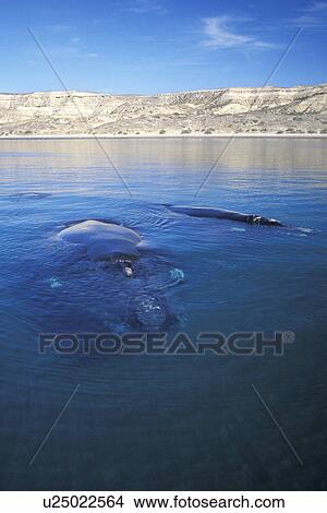 Picture - Mother and calf Southern Right Whale (Eubalaena australis) resting at the surface in Golfo Nuevo, Patagonia, Southern Argentina. South Atlantic Ocean.. Fotosearch