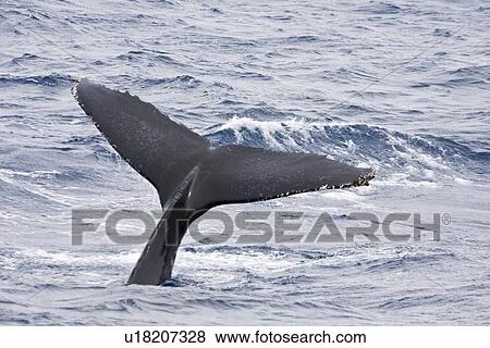 Stock Photo - Mother and curious calf humpback whales (Megaptera novaeangliae) with third adult in Drake Passage some 330nm north of the Antarctic Peninsula. This curious calf repeatedly approached the ship, pec-slapping and surfacing just in front of the bow. Calf had. Fotosearch