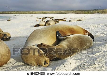 Mother and pup Galapagos sea lion (Zalophus wollebaeki) hauled out in Gardner Bay on Espanola Island in the Galapagos Island roup, Ecuador. Pacific Ocean. View Large Photo Image Stock Image - Mother and pup Galapagos sea lion (Zalophus wollebaeki) hauled out in Gardner Bay on Espanola Island in the Galapagos Island roup, Ecuador. Pacific Ocean.. Fotosearch
