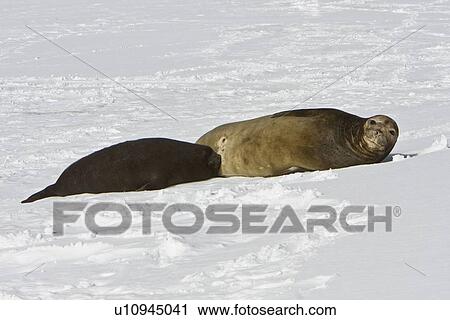 Stock Image - Mother and pup (nursing) southern elephant seal (Mirounga leonina) on the beach at President Head on Snow Island in the South Shetland Island Group, Antarctica. This species is the largest pinniped in the world, with males attaining lengths of 6. 5 m and a. Fotosearch