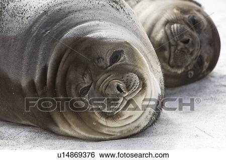 Stock Photograph - Mother and pup southern elephant seal (Mirounga leonina) on the beach at President Head on Snow Island in the South Shetland Island Group, Antarctica. This species is the largest pinniped in the world, with males attaining lengths of 6. 5 m and a weight of. Fotosearch