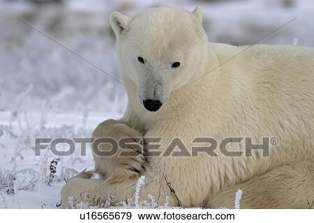 Stock Photo - Mother Polar Bear, Ursus maritimus, on fresh snow near Churchill, northern Manitoba, Hudson Bay, Canada. Fotosearch