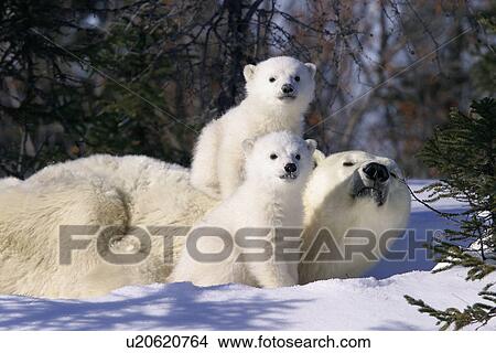 Picture - Mother Polar Bear (Ursus maritimus) with 3 month old cubs near Wapusk Park, northern Manitoba, Canada.. Fotosearch