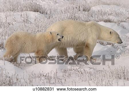 Stock Image - Mother Polar Bear, Ursus maritimus, with COY (Cub of the Year) on fresh snow near Churchill, northern Manitoba, Hudson Bay, Canada. Fotosearch