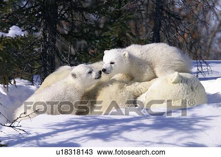 Stock Image - Mother Polar Bear (Ursus maritimus) with 3 month old cubs near Wapusk Park, northern Manitoba, Canada.. Fotosearch