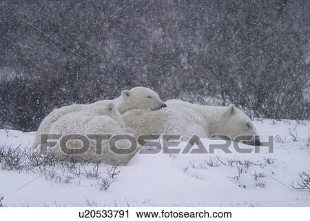 Mother Polar Bear, Ursus maritimus, with 2 COY (Cubs of the Year) in blizzard conditions near Churchill, northern Manitoba, Hudson Bay, Canada View Large Photo Image Stock Image - Mother Polar Bear, Ursus maritimus, with 2 COY (Cubs of the Year) in blizzard conditions near Churchill, northern Manitoba, Hudson Bay, Canada. Fotosearch