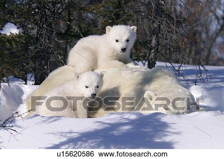 Stock Photograph - Mother Polar Bear (Ursus maritimus) with 3 month old cubs near Wapusk Park, northern Manitoba, Canada.. Fotosearch