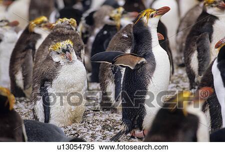Stock Photography - Moulting Royal Penguins (Eudyptes Schlegeli). Sandy Bay, Macquarie Island, Subantarctic Australia.. Fotosearch