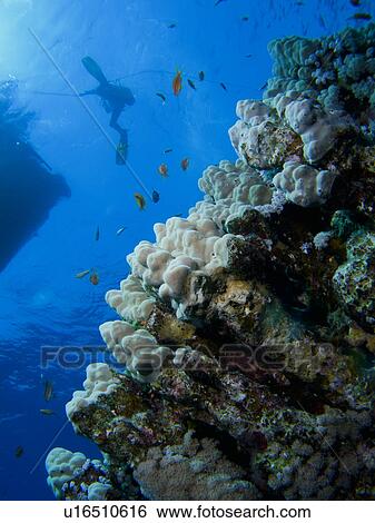 Stock Photograph - Mountain coral (Porites lutea) with diver exiting the water at the surface. Ras Umm Sid, Sharm El Sheikh, South Sinai, Red Sea, Egypt.. Fotosearch