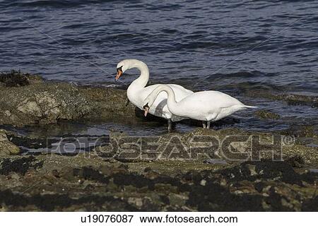 Mute swan (Cygnus olor) at sea. Most people might associate swans with a freshwater environment but they can also be seen in a marine setting. Hebrides, Scotland View Large Photo Image Stock Photo - Mute swan (Cygnus olor) at sea. Most people might associate swans with a freshwater environment but they can also be seen in a marine setting. Hebrides, Scotland. Fotosearch