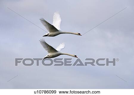 Mute swan (Cygnus olor) in flight. UK View Large Photo Image Stock Photo - Mute swan (Cygnus olor) in flight. UK. Fotosearch