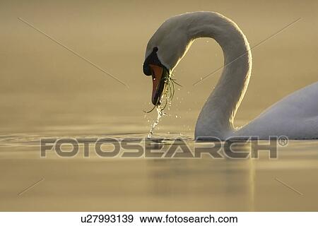 Mute Swan (Cygnus olor) portrait while swimming in fresh water, feeding with grass and water in mouth Argyll Scotland, UK View Large Photo Image Stock Photo - Mute Swan (Cygnus olor) portrait while swimming in fresh water, feeding with grass and water in mouth Argyll Scotland, UK. Fotosearch
