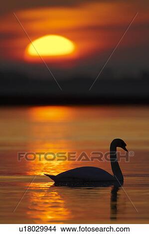 Picture - Mute Swan (Cygnus olor) silhouetted against rising sun Angus Scotland, UK. Fotosearch