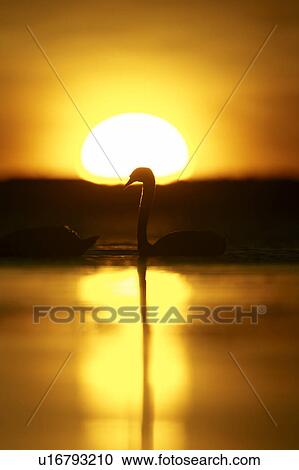 Stock Image - Mute Swan (Cygnus olor) silhouetted against rising sun Angus Scotland, UK. Fotosearch