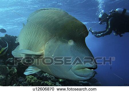 Stock Image - Napoleon Wrasse (Cheilinus undulates). An inquisitive Napoleon Wrasse comes in for his close up. Brother Islands, Red Sea.. Fotosearch