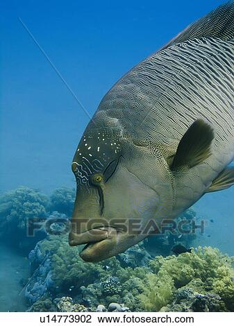 Napoleon wrasse (Cheilinus undulatus). Species endangered. Na'ama Bay, Sharm El Sheikh, South Sinai, Red Sea, Egypt. View Large Photo Image Stock Image - Napoleon wrasse (Cheilinus undulatus). Species endangered. Na'ama Bay, Sharm El Sheikh, South Sinai, Red Sea, Egypt.. Fotosearch