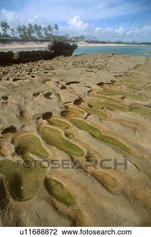 Stock Image - Natural limestone reef formations with beach in the background, Muro Alto, Pernambuco, Brazil. Fotosearch