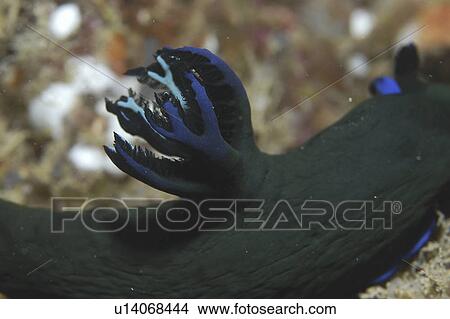 Picture - (Nembrotha spp. ), detail of nudibranch with dark blue/green skin and brilliant blue markings, Mabul, Borneo, Malaysia, South China Sea. Fotosearch