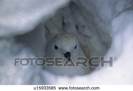 Stock Photography - Nesting Snow Petrel (Pagodroma Nivea). Commonwealth Bay, East Antarctica.. Fotosearch