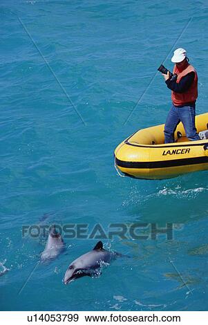 Stock Photo - New Zealand Whale and Dolphin Trust working with Hector's dolphins (Cephalorhynchus hectori) Akaroa, New Zealand.. Fotosearch